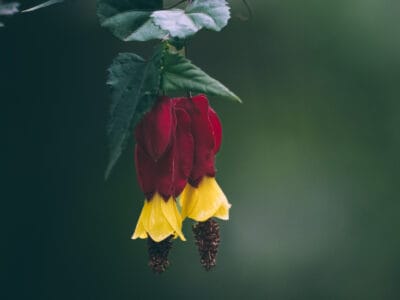 Réserve naturelle Rogitama, activité à faire près de Villa de Leyva