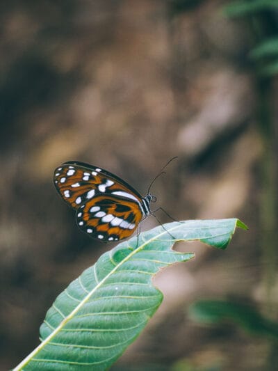 Réserve naturelle Rogitama, activité à faire près de Villa de Leyva