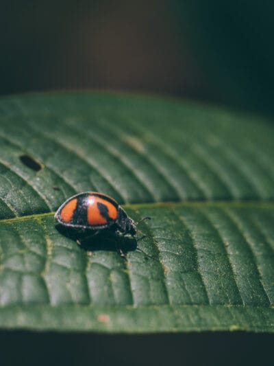 Réserve naturelle Rogitama, activité à faire près de Villa de Leyva