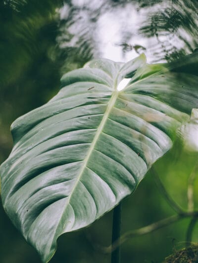 Réserve naturelle Rogitama, activité à faire près de Villa de Leyva