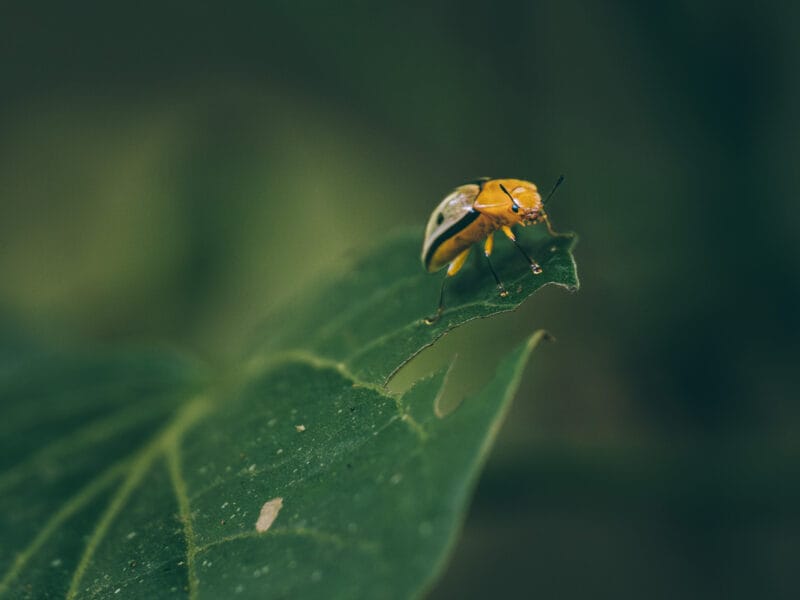 Réserve naturelle Rogitama, activité à faire près de Villa de Leyva