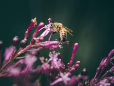 Réserve naturelle Rogitama, activité à faire près de Villa de Leyva