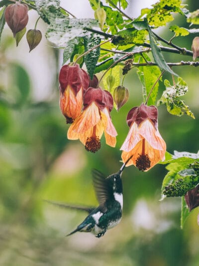 Réserve naturelle Rogitama, activité à faire près de Villa de Leyva