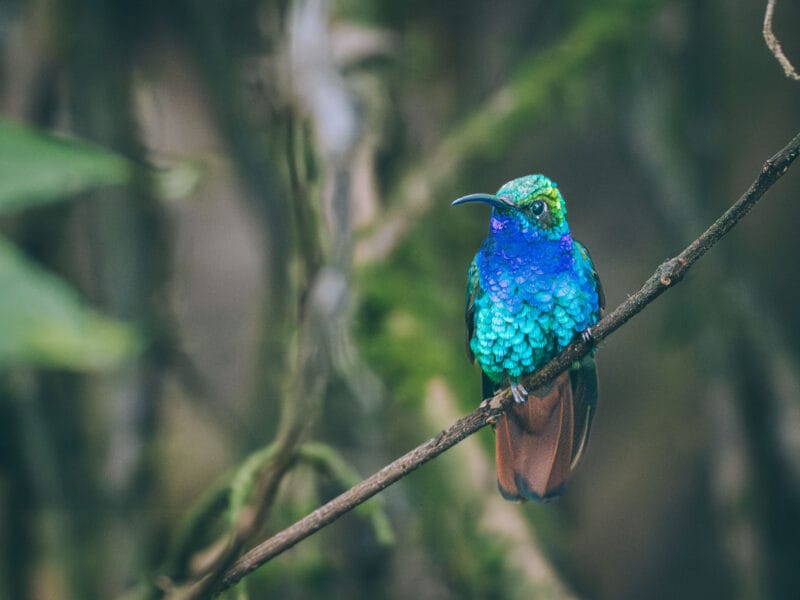 Réserve naturelle Rogitama, activité à faire près de Villa de Leyva