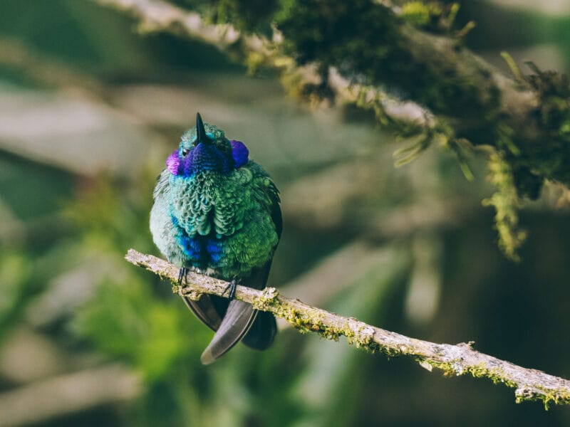 Réserve naturelle Rogitama, activité à faire près de Villa de Leyva