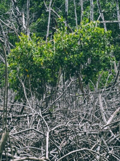 Comment visiter Isla Grande sur les îles du Rosaire