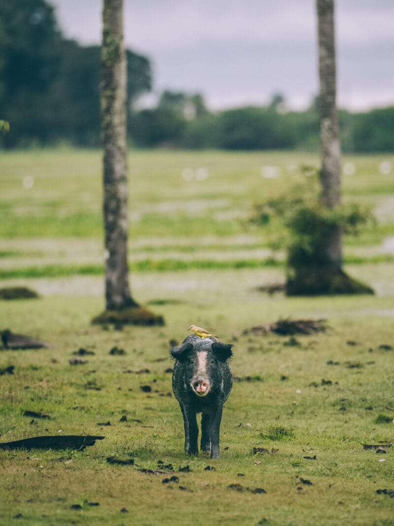 Hatos du Casanare, pourquoi abritent-ils autant de faune sauvage ?