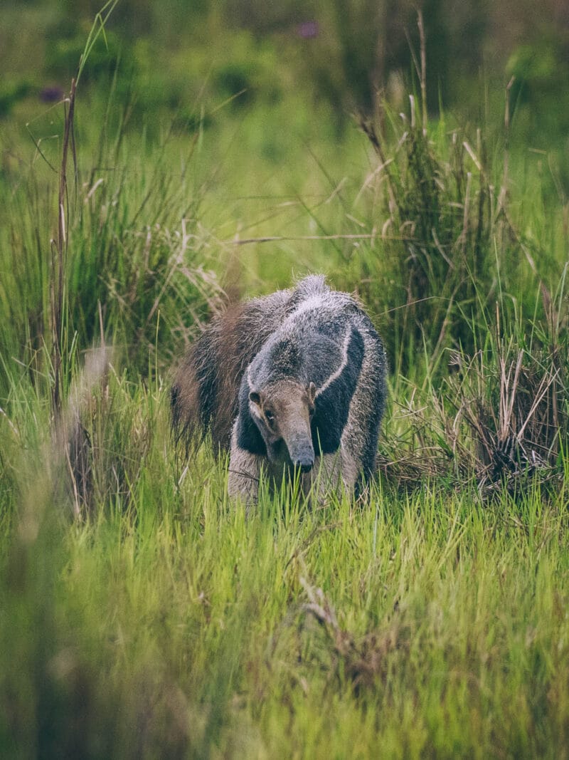 Hatos du Casanare, pourquoi abritent-ils autant de faune sauvage ?