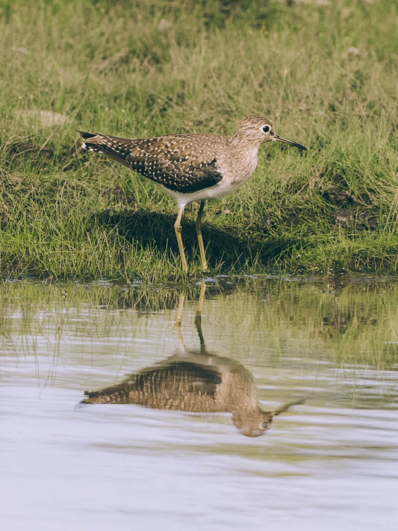 Hatos du Casanare, pourquoi abritent-ils autant de faune sauvage ?
