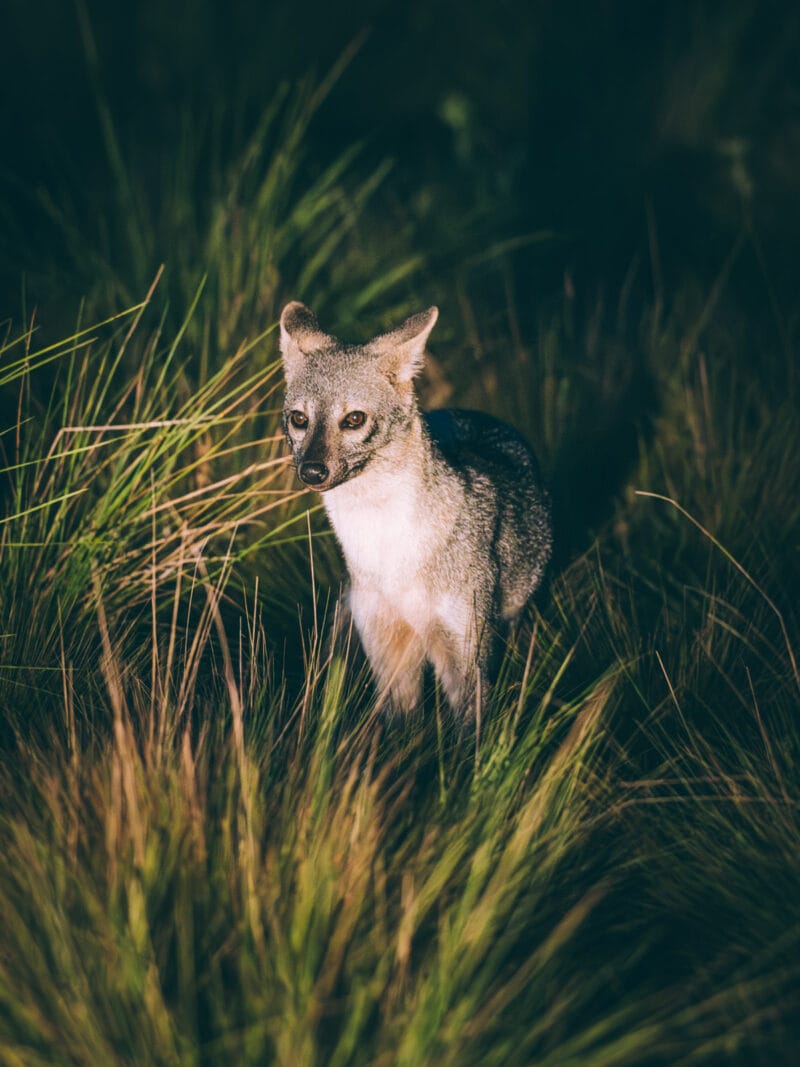 Hatos du Casanare, pourquoi abritent-ils autant de faune sauvage ?