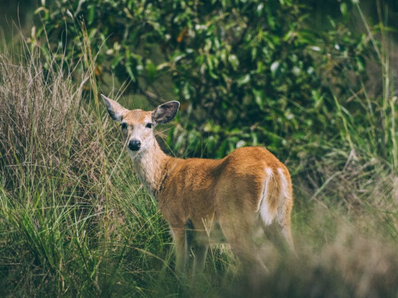 Hatos du Casanare, pourquoi abritent-ils autant de faune sauvage ?