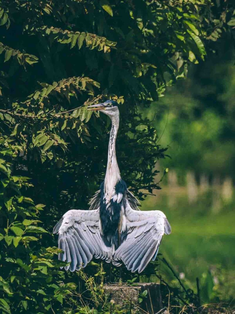 Hatos du Casanare, pourquoi abritent-ils autant de faune sauvage ?