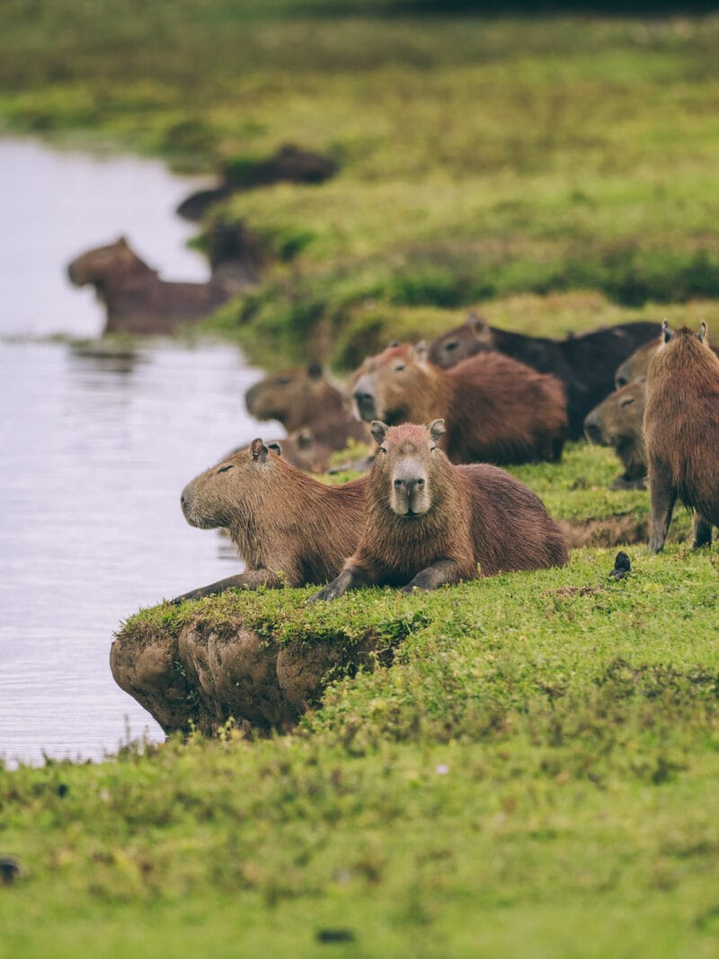 Hatos du Casanare, pourquoi abritent-ils autant de faune sauvage ?