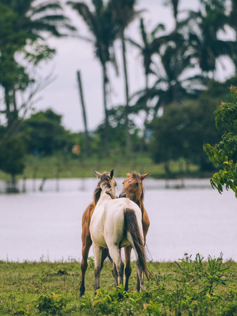 Hatos du Casanare, pourquoi abritent-ils autant de faune sauvage ?