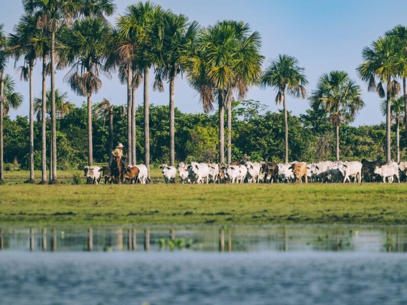 Hatos du Casanare, pourquoi abritent-ils autant de faune sauvage ?