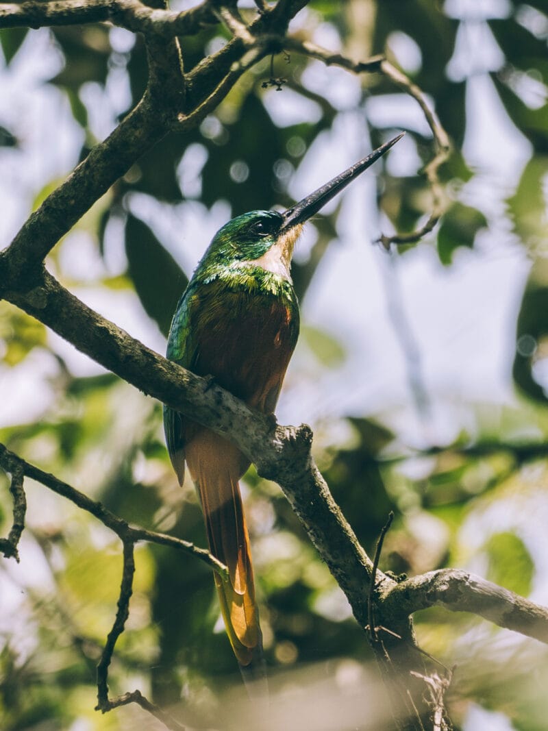 Hatos du Casanare, pourquoi abritent-ils autant de faune sauvage ?