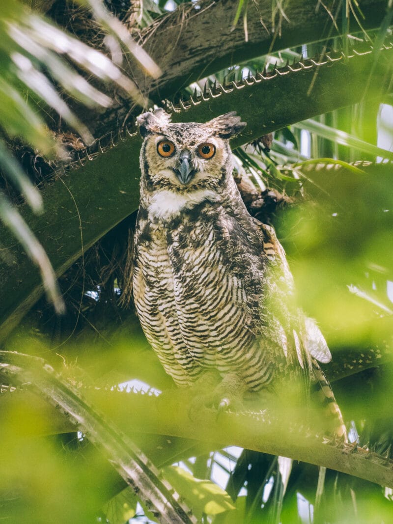 Hatos du Casanare, pourquoi abritent-ils autant de faune sauvage ?