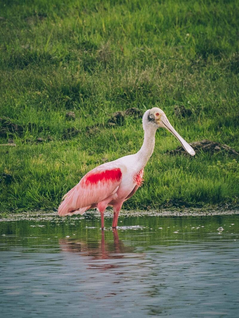 Hatos du Casanare, pourquoi abritent-ils autant de faune sauvage ?