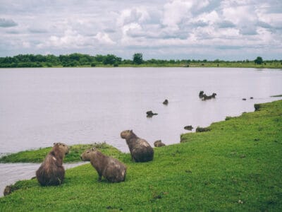 Hatos du Casanare, pourquoi abritent-ils autant de faune sauvage ?