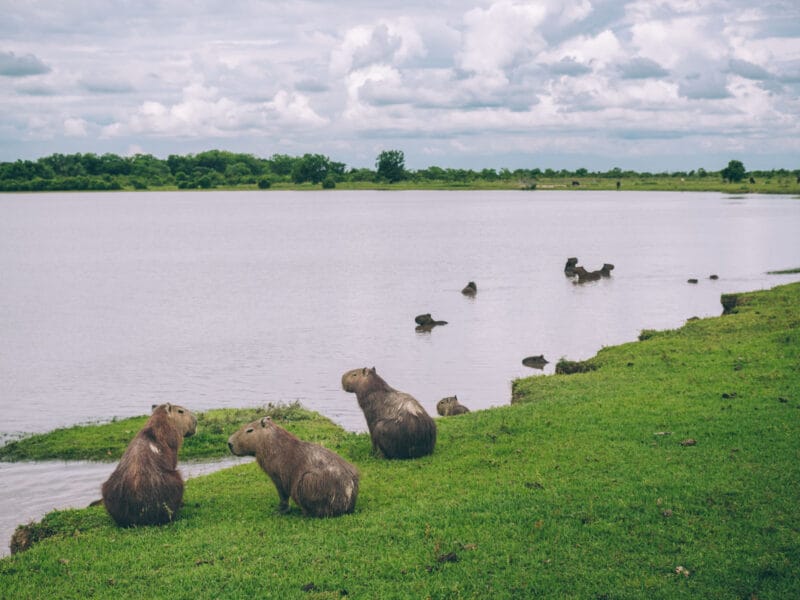 Hatos du Casanare, pourquoi abritent-ils autant de faune sauvage ?