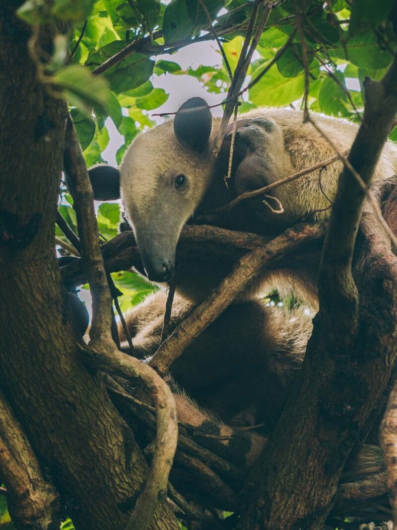 Hatos du Casanare, pourquoi abritent-ils autant de faune sauvage ?