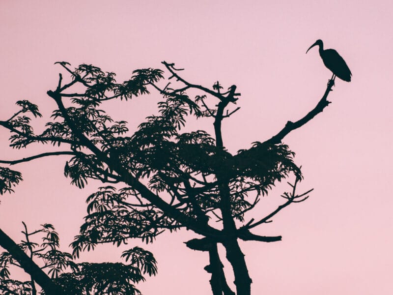 Hatos du Casanare, pourquoi abritent-ils autant de faune sauvage ?