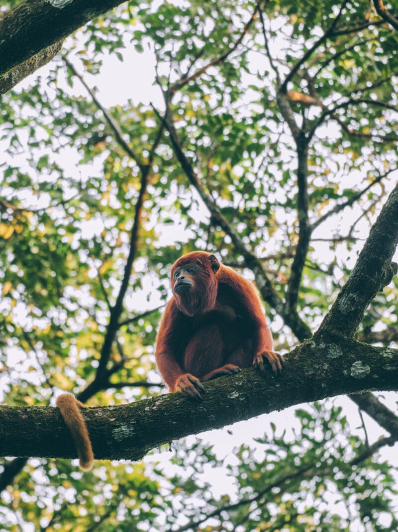 Hatos du Casanare, pourquoi abritent-ils autant de faune sauvage ?