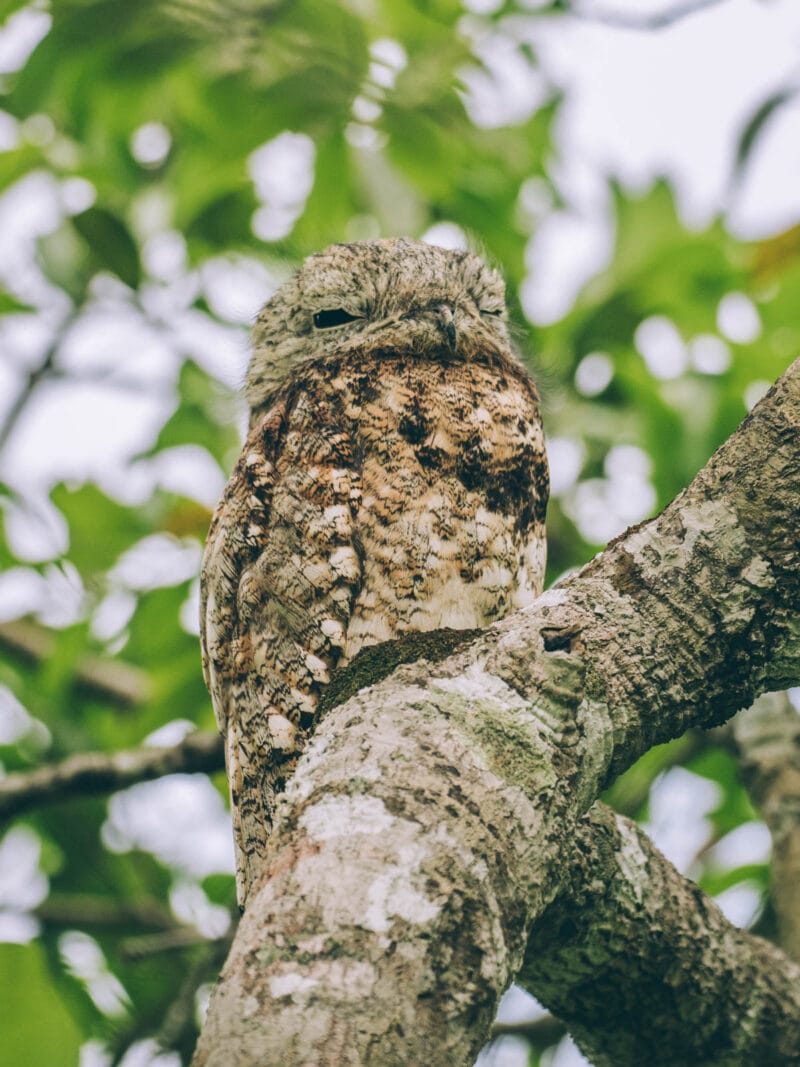 Hatos du Casanare, pourquoi abritent-ils autant de faune sauvage ?