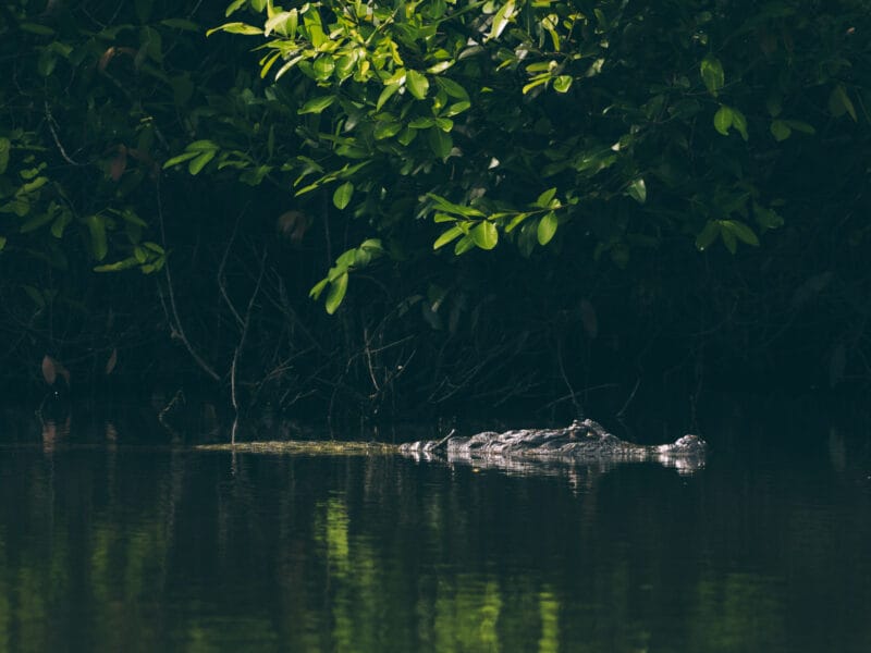 Hatos du Casanare, pourquoi abritent-ils autant de faune sauvage ?