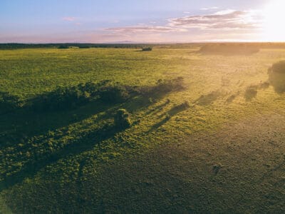Hatos du Casanare, pourquoi abritent-ils autant de faune sauvage ?