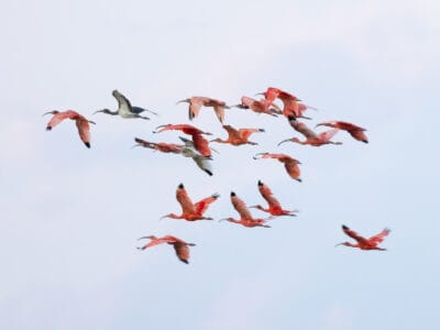 Hatos du Casanare, pourquoi abritent-ils autant de faune sauvage ?