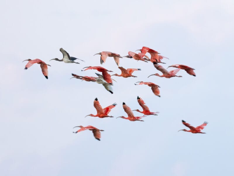 Hatos du Casanare, pourquoi abritent-ils autant de faune sauvage ?