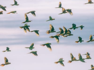 Hatos du Casanare, pourquoi abritent-ils autant de faune sauvage ?
