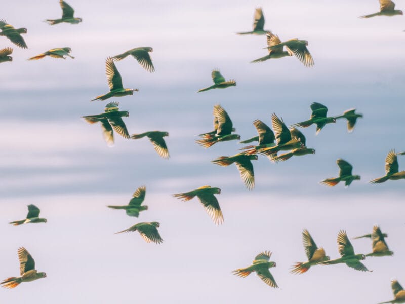 Hatos du Casanare, pourquoi abritent-ils autant de faune sauvage ?