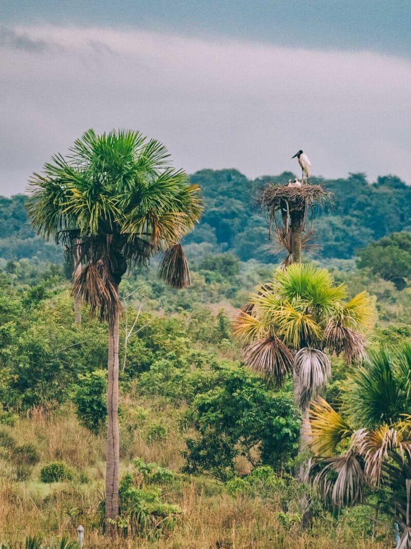 Hatos du Casanare, pourquoi abritent-ils autant de faune sauvage ?