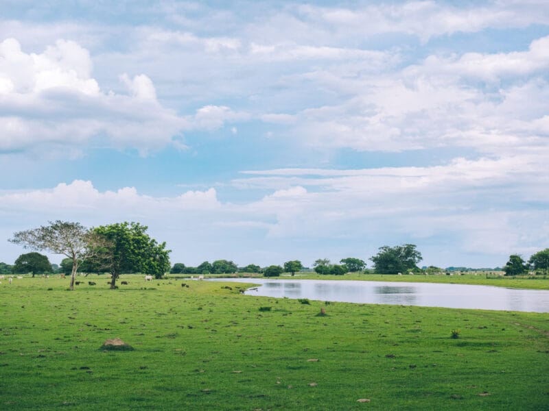 Hatos du Casanare, pourquoi abritent-ils autant de faune sauvage ?
