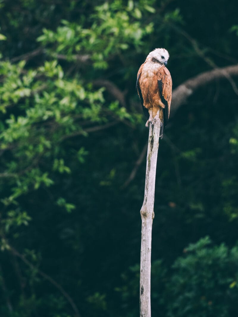 Hatos du Casanare, pourquoi abritent-ils autant de faune sauvage ?