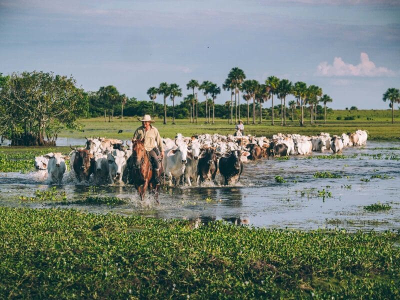 Immersion dans le Llano Profundo : six jours au cœur du Casanare sauvage