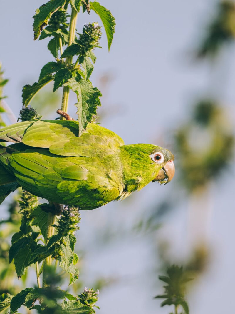 Immersion dans le Llano Profundo : six jours au cœur du Casanare sauvage