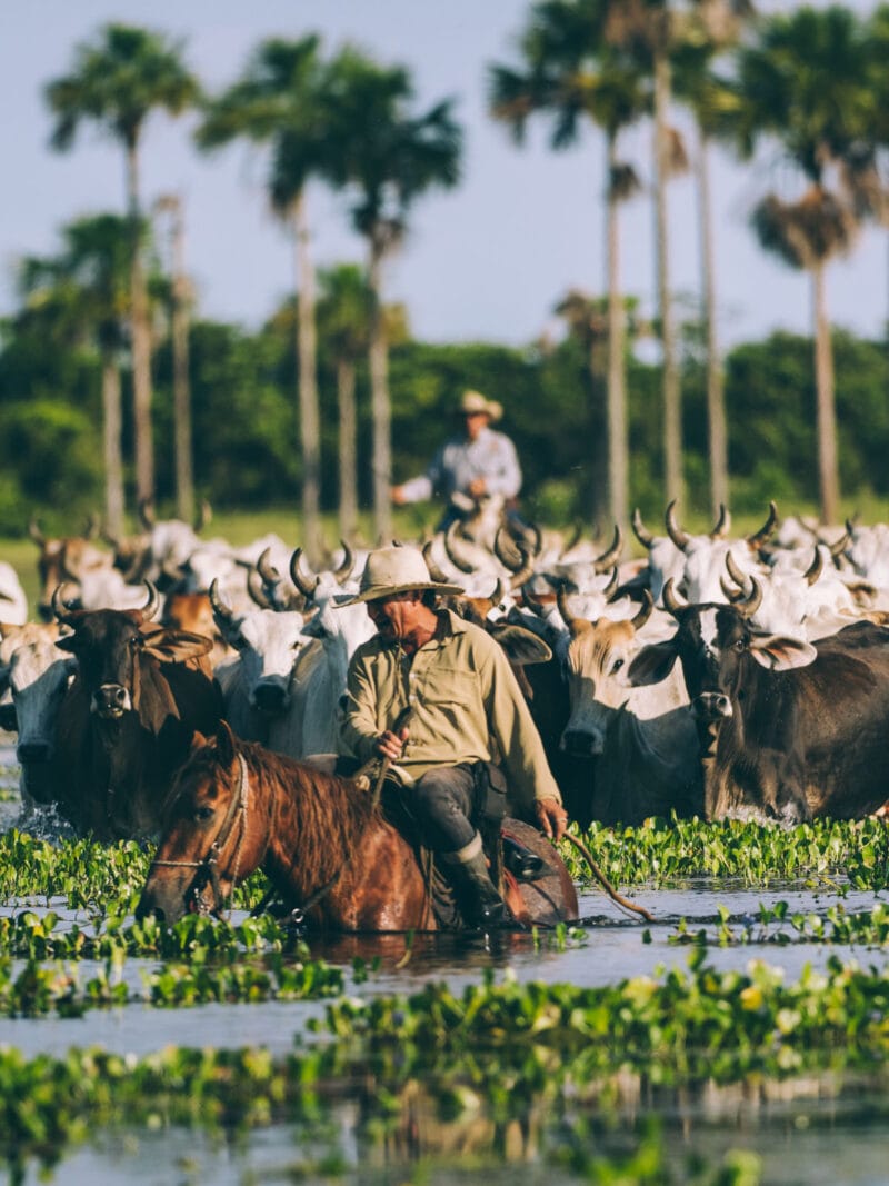 Immersion dans le Llano Profundo : six jours au cœur du Casanare sauvage