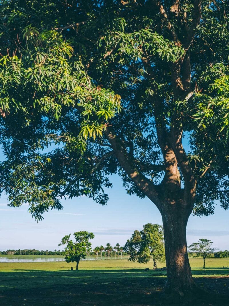 Immersion dans le Llano Profundo : six jours au cœur du Casanare sauvage