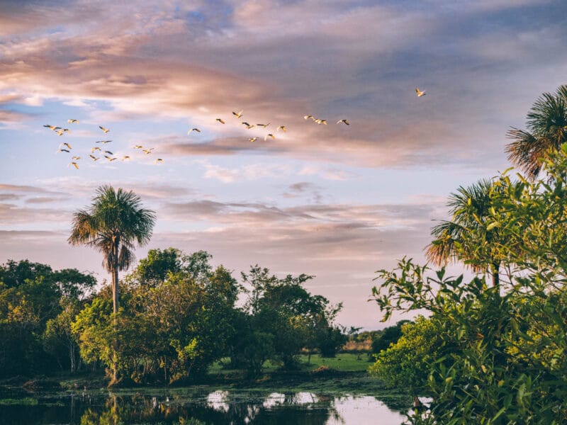 Immersion dans le Llano Profundo : six jours au cœur du Casanare sauvage