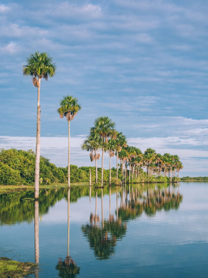 Immersion dans le Llano Profundo : six jours au cœur du Casanare sauvage