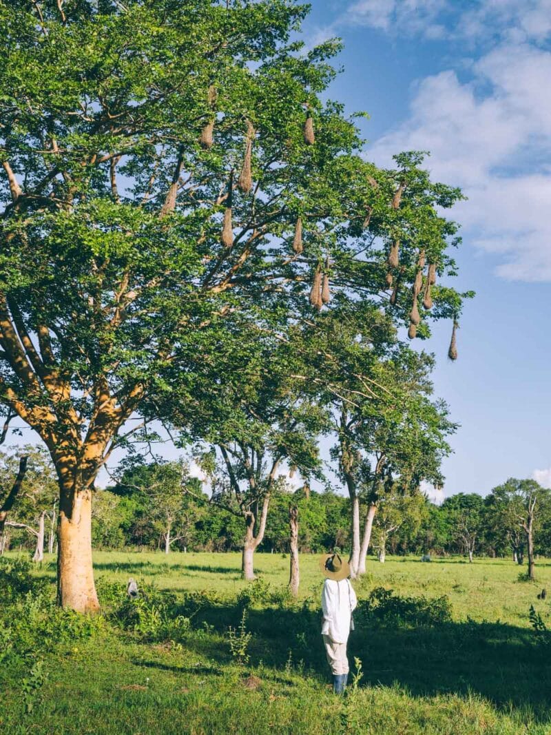 Immersion dans le Llano Profundo : six jours au cœur du Casanare sauvage