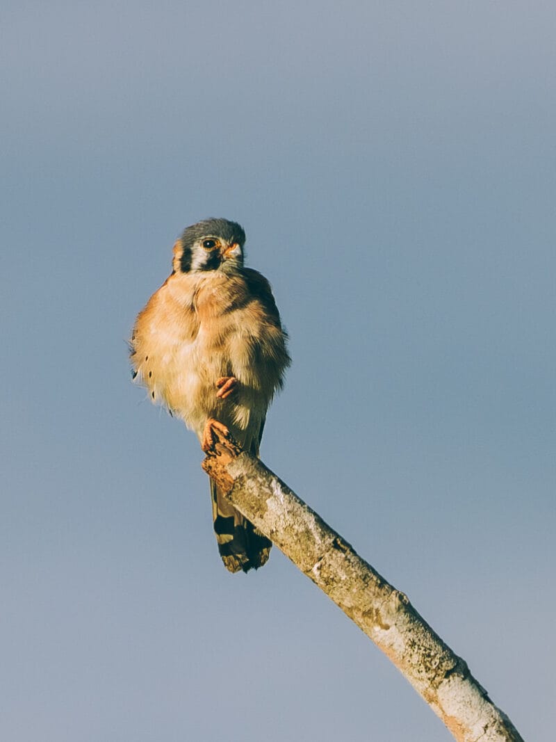 Immersion dans le Llano Profundo : six jours au cœur du Casanare sauvage
