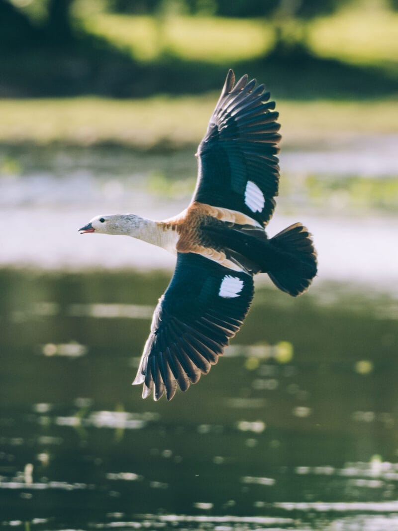 Immersion dans le Llano Profundo : six jours au cœur du Casanare sauvage