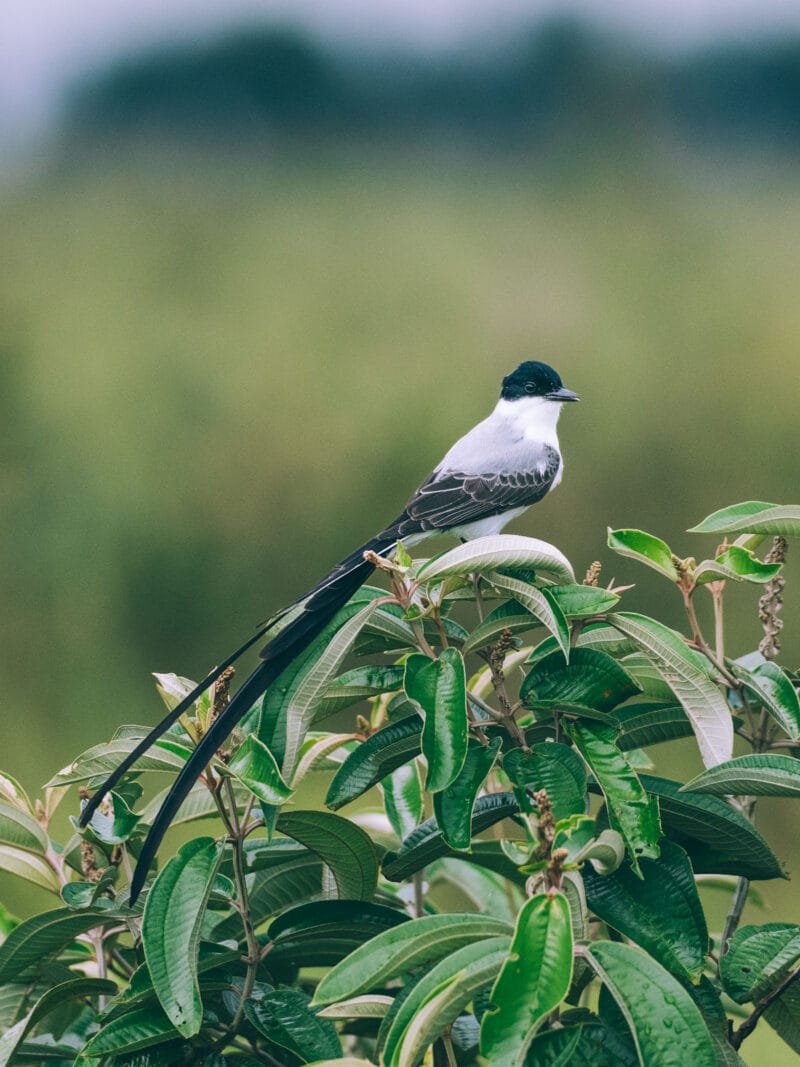 Immersion dans le Llano Profundo : six jours au cœur du Casanare sauvage