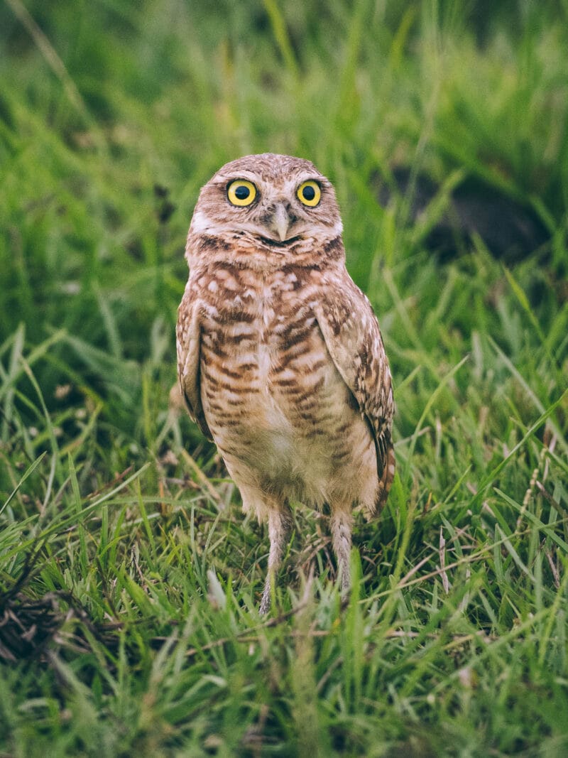 Immersion dans le Llano Profundo : six jours au cœur du Casanare sauvage