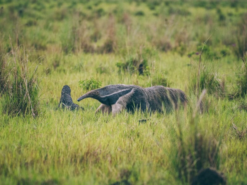 Immersion dans le Llano Profundo : six jours au cœur du Casanare sauvage