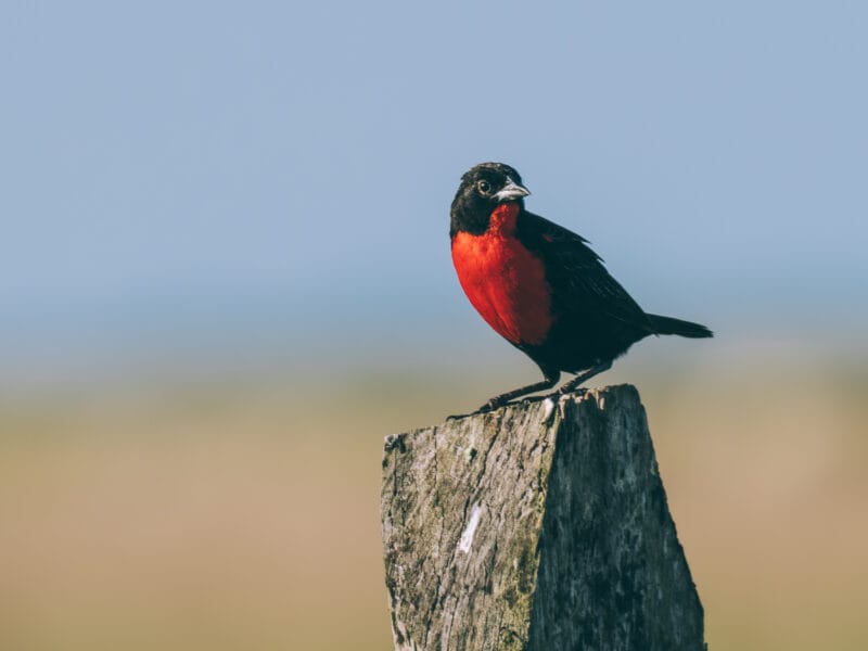Immersion dans le Llano Profundo : six jours au cœur du Casanare sauvage